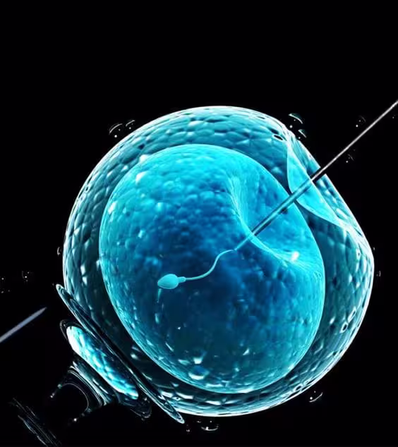 In Vitro 1 In Vitro