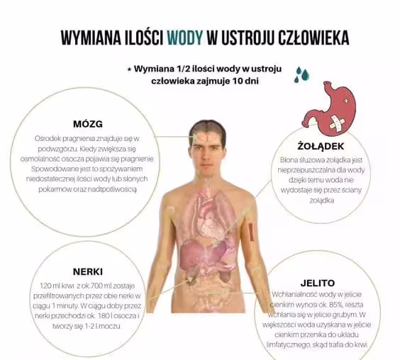Odwodnienie – kiedy do niego dochodzi? 1 Odwodnienie – kiedy do niego dochodzi?